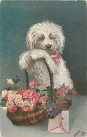 Ретро открытки - Белая собачка с корзиной роз и букетом фиалок