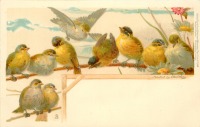 Ретро открытки - Птицы на ветке и белые ромашки