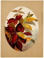 Ретро открытки - Листья девичьего винограда и ягоды в овальном медальоне