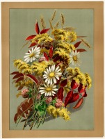 Ретро открытки - Луиза Кларксон. Луговые цветы, девичий виноград и злаки