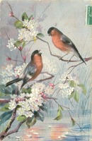 Ретро открытки - Мари Голей. Два снегиря и яблоневый цвет над водой