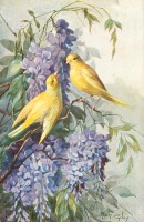 Ретро открытки - Пара жёлтых канареек и цветущая глициния