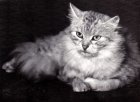 Ретро открытки - Кошка домашняя