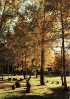 Ретро открытки - Осенний парк