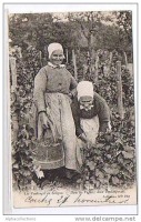 Ретро открытки - Ретро-поштівка.  Франція. Старі жінки збирають ягоди.