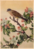Ретро открытки - Птицы