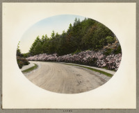 Ретро открытки - Дендрарий Арнольд и розовые кусты вдоль дороги