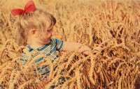 Ретро открытки - Пшеница золотая