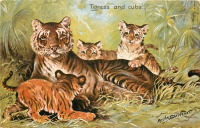 Ретро открытки - Тигрица с тигрятами