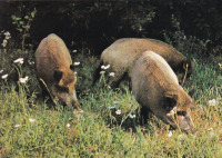 Ретро открытки - Дикая свинья или дикий кабан
