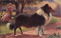 Ретро открытки - Ожидание колли. Шотландская овчарка. Портрет собаки