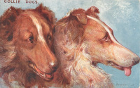 Ретро открытки - Колли. Шотландская овчарка. Портрет собаки