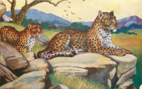 Ретро открытки - Б. Батлер. Леопарды