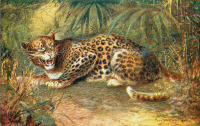 Ретро открытки - Джордж Рэнкин. Леопард