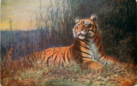 Ретро открытки - Джордж Рэнкин. Тигр