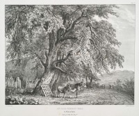 Великобритания - Старое вишнёвое дерево в Уилтон - парке, 1827