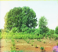 Грузия - Группа эвкалиптов на плантации масличных деревьев в Чакви