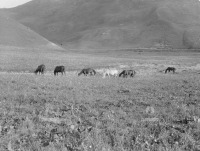 Киргизия - Киргизские лошади на альпийских лугах в Алайской долине, 1906-1908