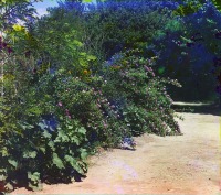 Туркменистан - Байрам-Али. Розы в парке Мургабского имения, 1911