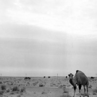 Узбекистан - Верблюды в пустыне Каракумы. 1967.