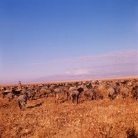 Узбекистан - Отара овец в Ширабадской долине. 1967.