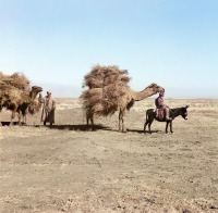 Узбекистан - Самаркандская область.  Караван верблюдов в Голодной степи, 1911