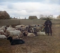 Узбекистан - Голодная степь. Курдючные овцы, 1911