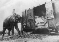 Железная дорога (поезда, паровозы, локомотивы, вагоны) - Слоны трудятся  на железной дороге