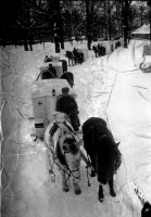Войны (боевые действия) - Транспортировка раненых на санитарных повозках, запряженных лошадями