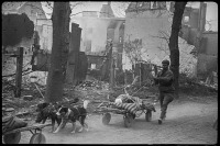 Войны (боевые действия) - Эвакуация раненых на собаках с поля боя