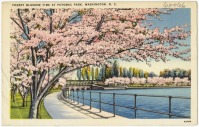 Вашингтон - Время цветения сакуры в Потомак Парке в Вашингтоне