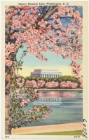 Вашингтон - Цветение сакуры  в Вашингтоне