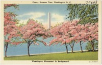 Вашингтон - Вашингтон. Цветение сакуры