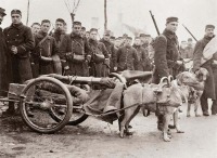 Военная техника - Бельгийская артиллерия на собачьей тяге