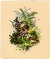 Картины - Птица среди растений и цветов