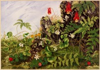 Картины - Луговые цветы и ягоды