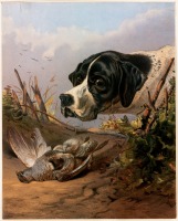 Картины - Артур Фитцуильям Тайт. Голова собаки. Охотничьи собаки. Пойнтер