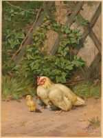 Картины - Белая курица с тремя цыплятами