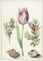 Картины - Тюльпан, ветки цветущего мирта и ракушки