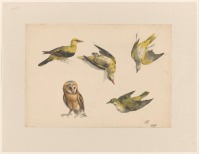 Картины - Изучение птиц. Совы и певчие птицы