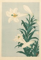 Картины - Белые лилии