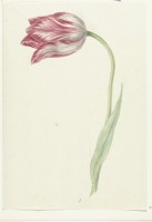 Картины - Розовый тюльпан