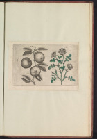 Картины - Яблоня и дикая роза