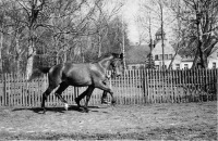 Калининградская область - Tatarren. Pferd an der Leine.