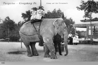 Калининград - Кёнигсбергский зоопарк. 1908 год. Катание на слоне Дженни