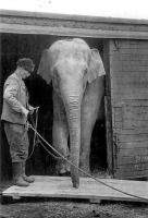 Калининград - Выгрузка цейлонского слона Джимми 1941 года рождения из грузового вагона на Южном вокзале.