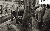 Калининград - .Кёнигсбергский зоопарк. Вольер с буйволами керабау.