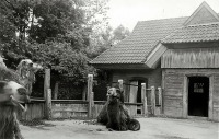 Калининград - Кёнигсбергский зоопарк. Вольер с верблюдами.