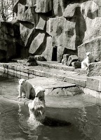 Калининград - Кёнигсбергский зоопарк. Вольер с белыми медведям.
