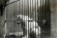 Калининград - Кёнигсбергский зоопарк. Полярный медведь в клетке.